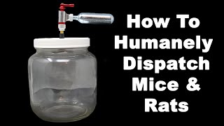How To Humanely Dispatch Invasive Mice & Rats. Mousetrap Monday