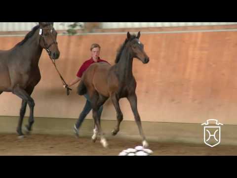 HEI003 Hengstfohlen von Diarado   Consens   Carry