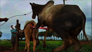 Excellent animal meeting cow buffalo zebra and horse donkey meeting video donkey Meeting video Mp4 3GP & Mp3