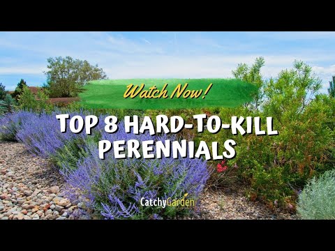 , title : 'Top 8 Hard to Kill Perennials That Will Bring Color Year After Year 🌻🌸👍'