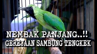 Download lagu Cucak Ijo Isian Gereja Tarung sambung Tengkek Buto mp3 Download lagu Cucak Ijo Isian Gereja Tarung sambung Tengkek Buto mp3