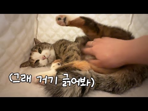 날 보면 도망가면서 배는 허락하는 고양이의 은밀한 취향