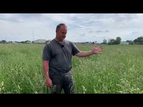 Before You Bale Grass Hay:  Let Your Field go to Seed Prior to First Cutting!  Self-Seeding!
