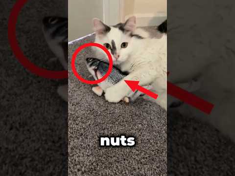 Why Do Cats Love Fish?🐈🐟#cats #meow #catslivesmatter
