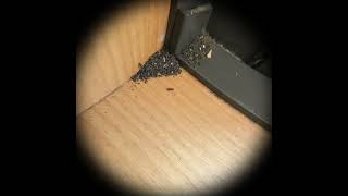 アリが部屋に居たからタイムラプス仕掛けた①