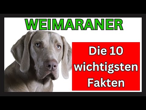 Weimaraner Hunderasse 🐶 Die 10 wichtigsten Fakten