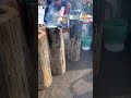 Russian Ladies Cooking Omelette Outdoors In Wintry Weather Shorts