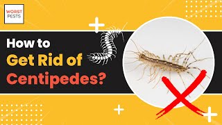 How to Get Rid of Centipedes (What Works and What Doesn’t)