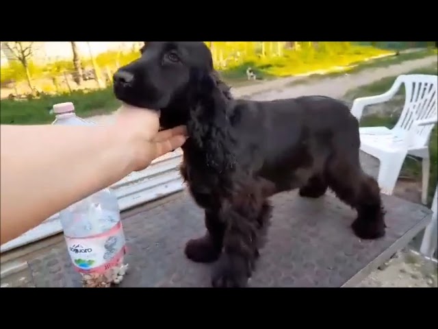 English Cocker Spaniel puppy for sale