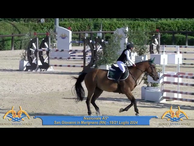Jument Cheval de Sport Tch&egrave;que  A vendre 2013 Bai