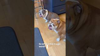 Hank & Lucy’s morning breakfast routine 🐾 #bulldog #relatable #funnydogs