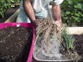 How to Control Insects With Garlic Plants