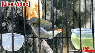 Download lagu KEMADE BETINA MEMANGGIL JANTAN mp3 Download lagu KEMADE BETINA MEMANGGIL JANTAN mp3