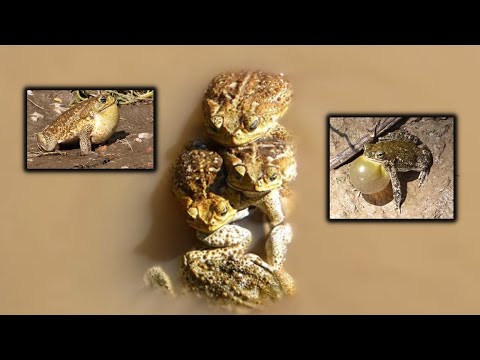 SAPO CURURU VOCALIZANDO E ACASALANDO