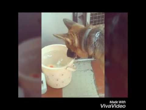 Tricky dog... Funny way to fetch ball