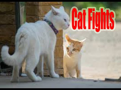 cat fights