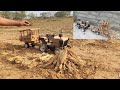 DIY Tractor Deliver Rice Straw Cow Feeding Cow Shed How To Make A Tractor Tractor