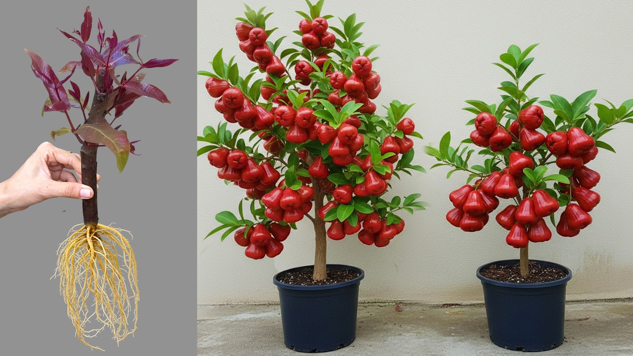 This Trick Makes Rose Apple Trees Grow Fast!
