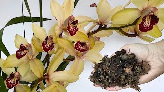 Eine große ORCHIDEE umpflanzen. Nur so bereite ich den BODEN für CYMBIDIEN vor