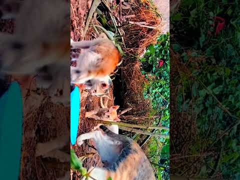 Mom cat and kittenS😍|Aarifa🦋|HoneyBee Vlogs🐝|PART-02|