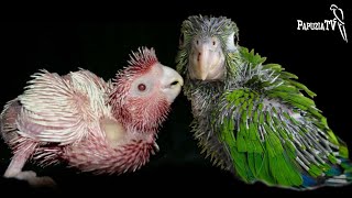 It Is a Crime to Sell Unweaned Parrots