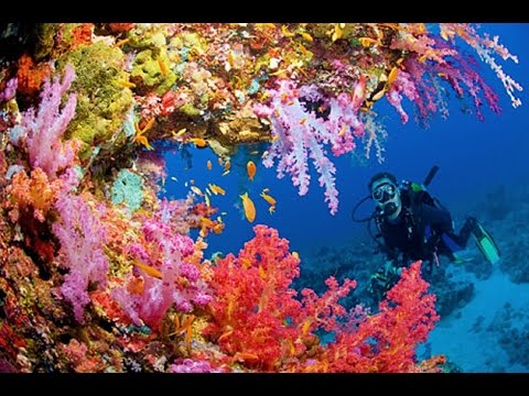 <h1 class=title>UNDERWATER LONG NATURE MEDITATION WITH CORAL REEF</h1>