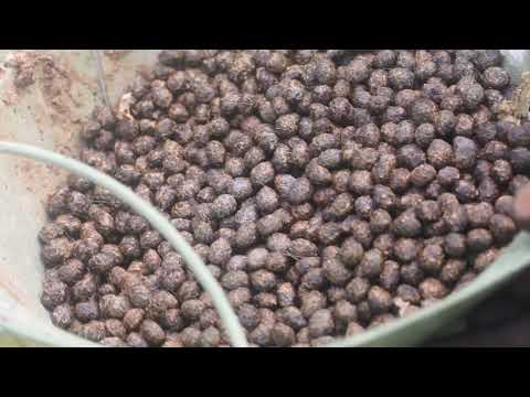YouTube video about: Can chickens eat rabbit poop?