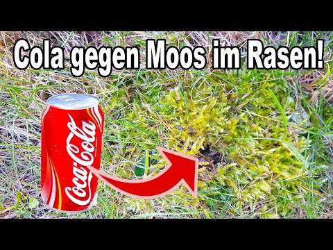 Wie du Moos aus deinem Rasen mit Cola schnell & dauerhaft entfernen kannst!