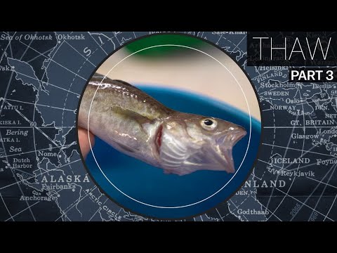 Why Atlantic fish are invading the Arctic Video