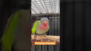 Download lagu Putri Burung Beo #shorts #shortvideo #jyjushomevideos mp3