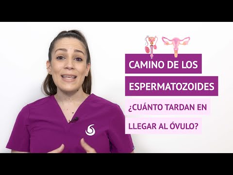 Camino de los espermatozoides, ¿cuánto tardan en llegar al óvulo?