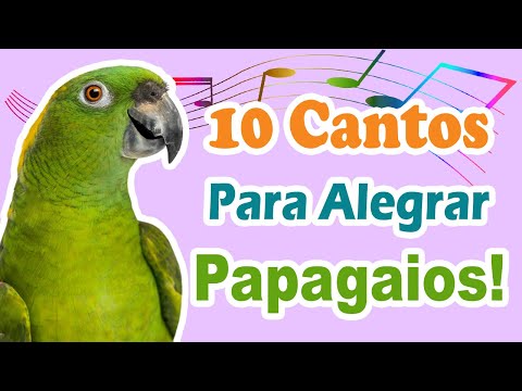 10 assobios para alegrar papagaio - cantos para alegrar papagaios - cantos deixar papagaio feliz
