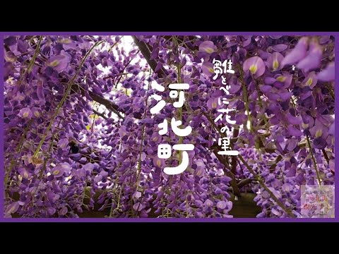 【紅花資料館】ぶんぶん！藤の花にクマンバチの飛行〜