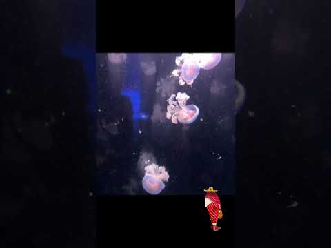 #travel #paris #explore #foryou  #minivlogshorts #like