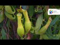 Nepenthes alata | The odd plants of Jardin botanique