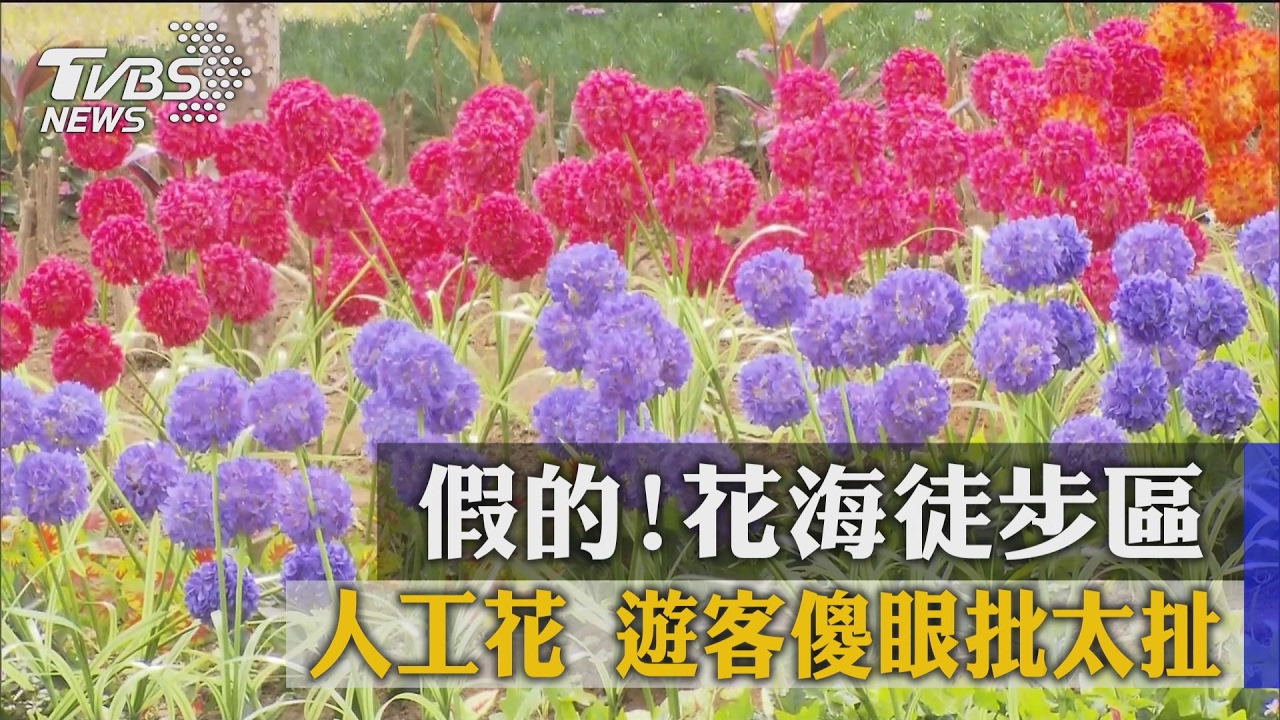 假的!花海徒步區人工花 遊客傻眼批太扯