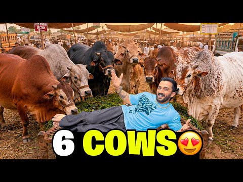 Allhumdulillah 1 crore k Cows ly liye😍Second Day in Mandi😇