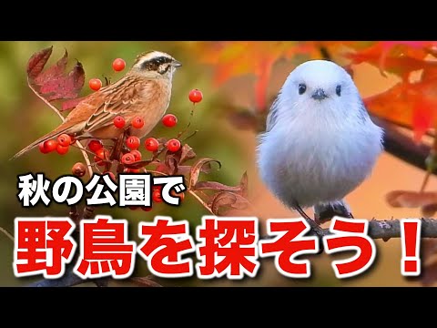 鳥を引き寄せたり、怖がらせたりする鳥の好きな色は何ですか