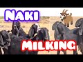 Naki Milking