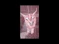 Big Floppa Jumpscare Effects Sponsored By Megaphoto Logo Effects