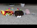 Miniature Dachshund dogs for sale: Zoey - Video 1