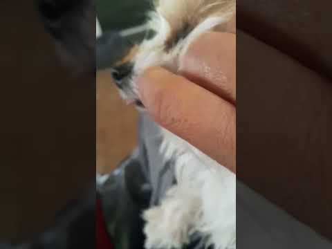 Biewer Terriër Emmy