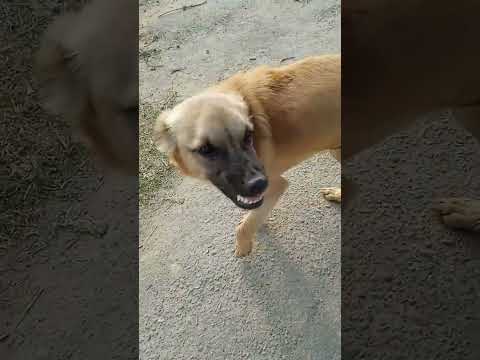 #ilovemydog ❤️❤️❤️