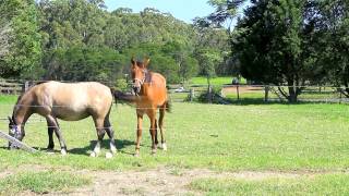 Gerringong Market Update Video - November 2014