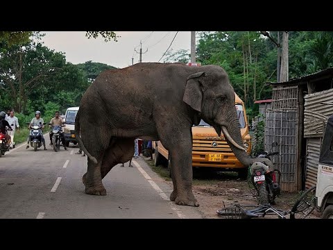 Injured elephant repeatedly visits Indian village for food and water