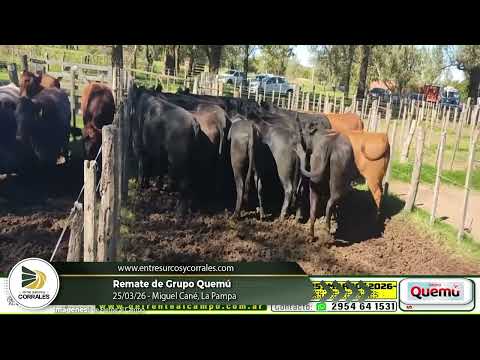 25-03-26 - Remate de Grupo Quemú - Miguel Cané, La Pampa