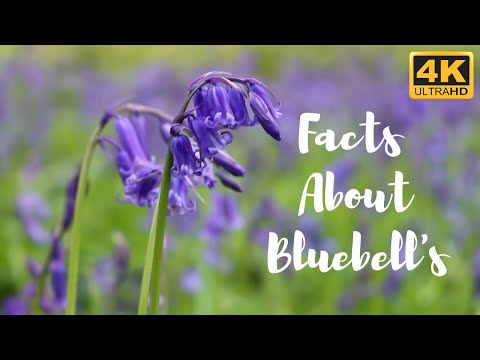 , title : 'FACTS ABOUT BLUEBELLS & STUNNING VIEWS OF BLUEBELL FIELDS 4K UHD'