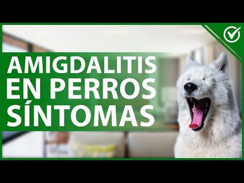 🐶 TONSILLITIS IN DOGS: Causes, symptoms, diagnosis, treatment and prevention 🐶