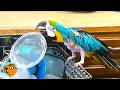 Macaw Spent 26 Years In Silence Now He Rules The House Cuddle Buddies
