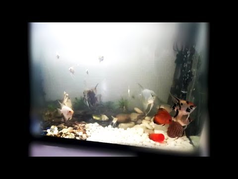 Home Aquaponics 03 Angel Fish and New Discus Fish